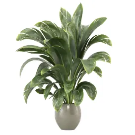 Indoor plants collection